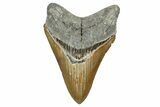 Serrated, Fossil Megalodon Tooth - North Carolina #344059-1